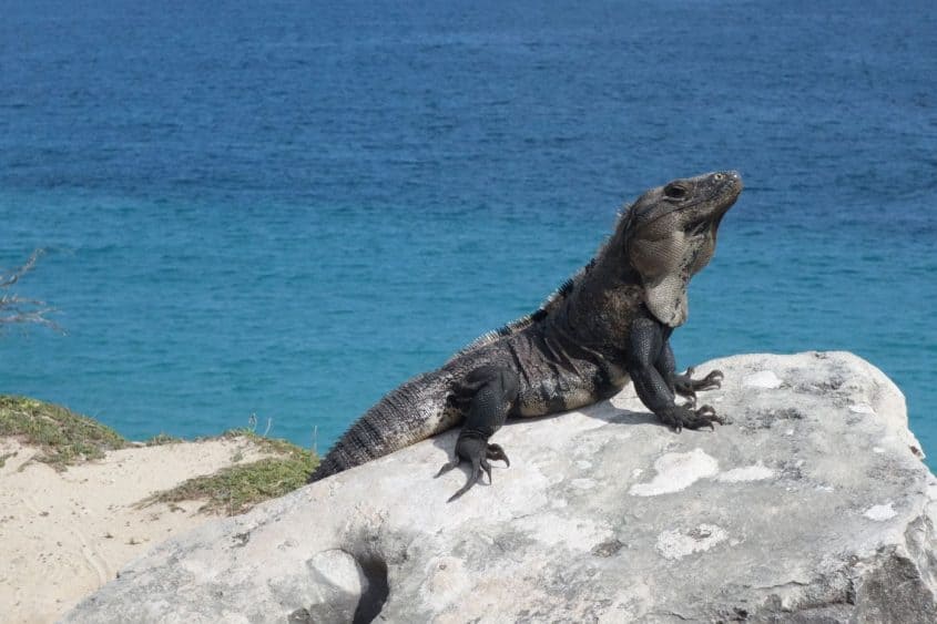 Waran in Tulum